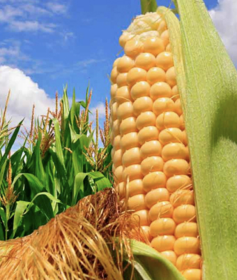 Новый Сухопутный Зерновой Коридор